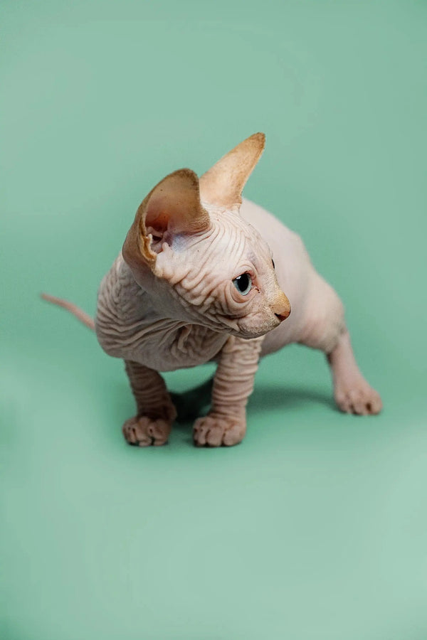 Adorable male Sphynx kitten, Zac, with red point and cute wrinkled skin and big ears