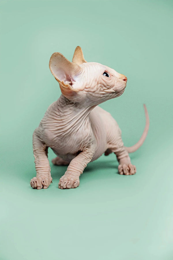 Adorable male Sphynx kitten named Zac with red point, large ears, and wrinkled skin