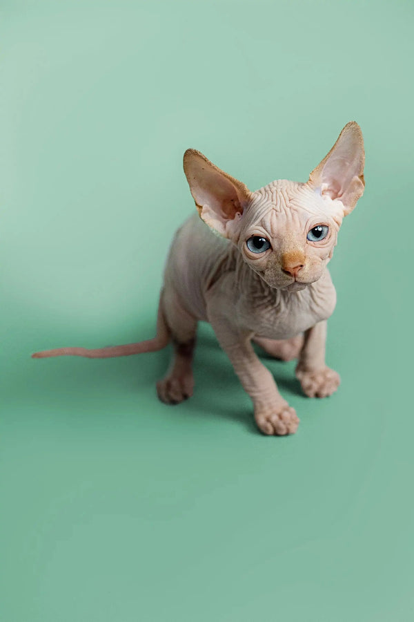 Cute Hairless Sphynx Kitten, Red Point Male with Wrinkled Skin and Big Ears