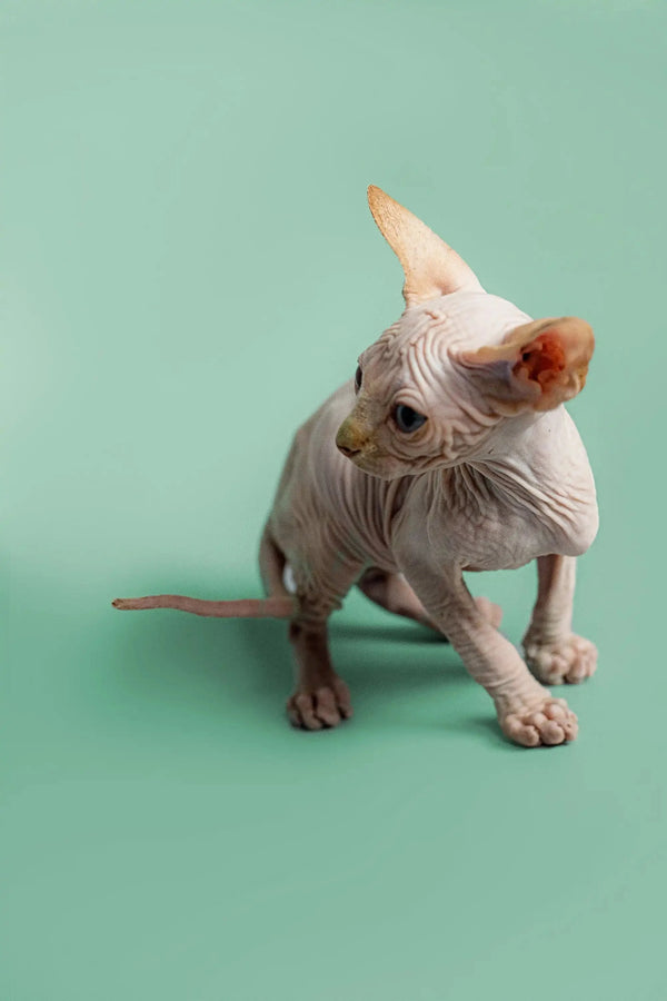 Curious male Sphynx kitten with a tilted head in Zac’s adorable photo