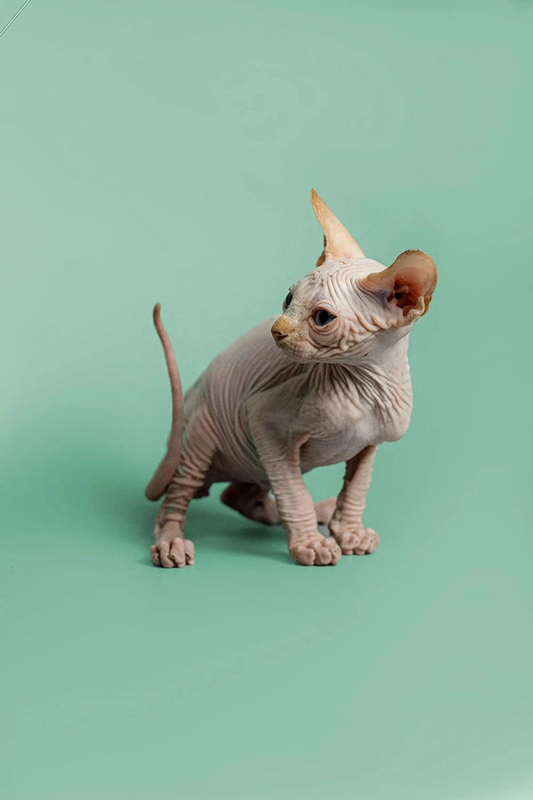 Adorable male Sphynx kitten Zac with red point and cute wrinkled skin, big ears