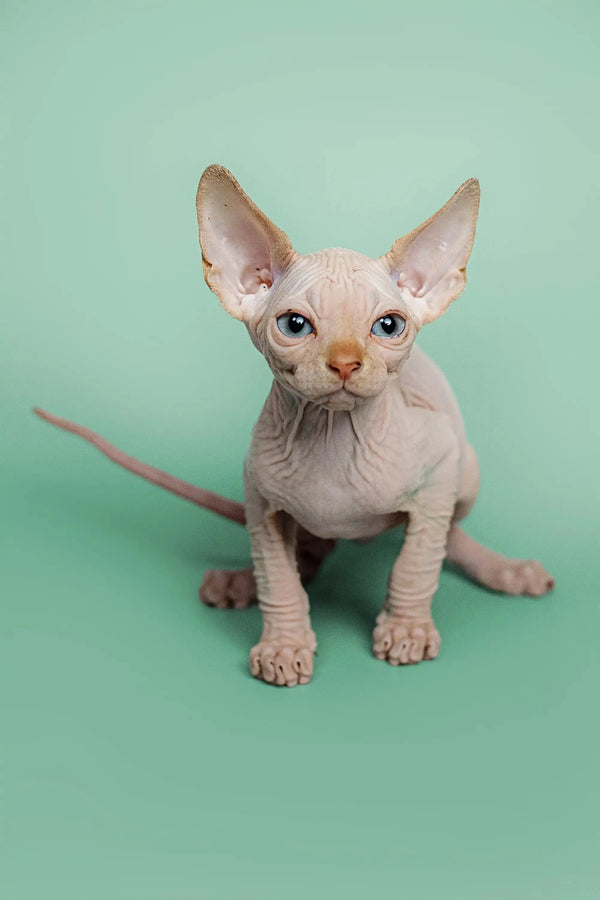 Cute male Sphynx kitten, Zac, showing off his red point markings and adorable wrinkles