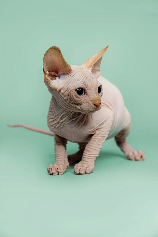 Adorable Hairless Sphynx kitten named Zac with wrinkled skin and big ears