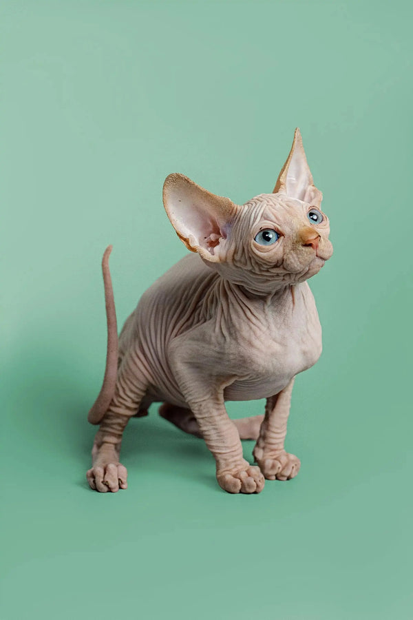 Cute Hairless Sphynx kitten with wrinkled skin and big ears, perfect red point male Sphynx