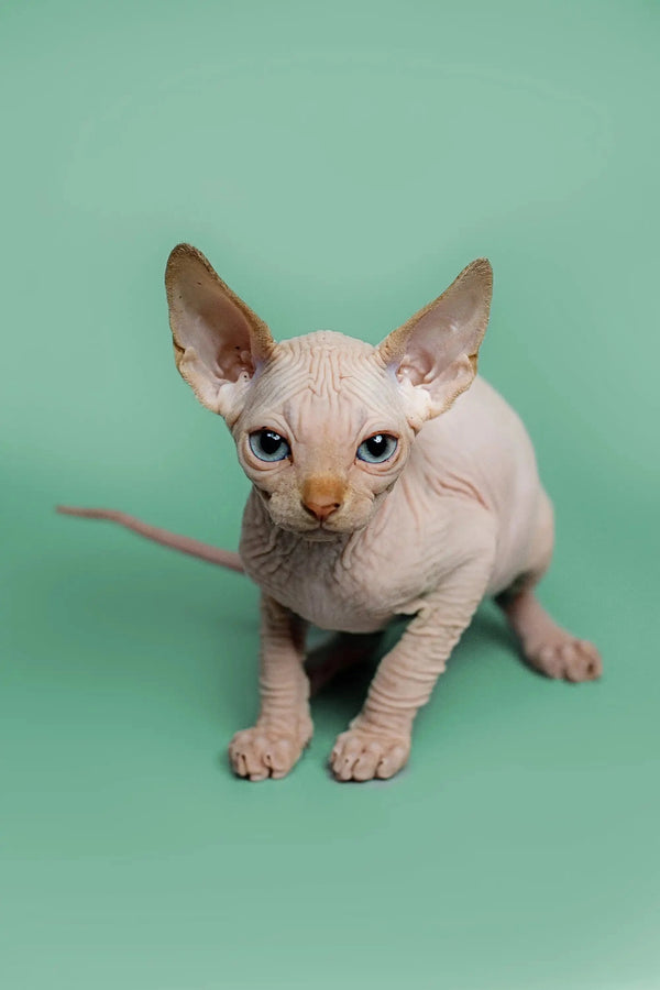 Cute Hairless Sphynx Kitten with Large Ears and Wrinkled Skin - Male Sphynx Kitten Zac