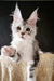 Adorable Maine Coon kitten with ear tufts and wide eyes from Zadora collection