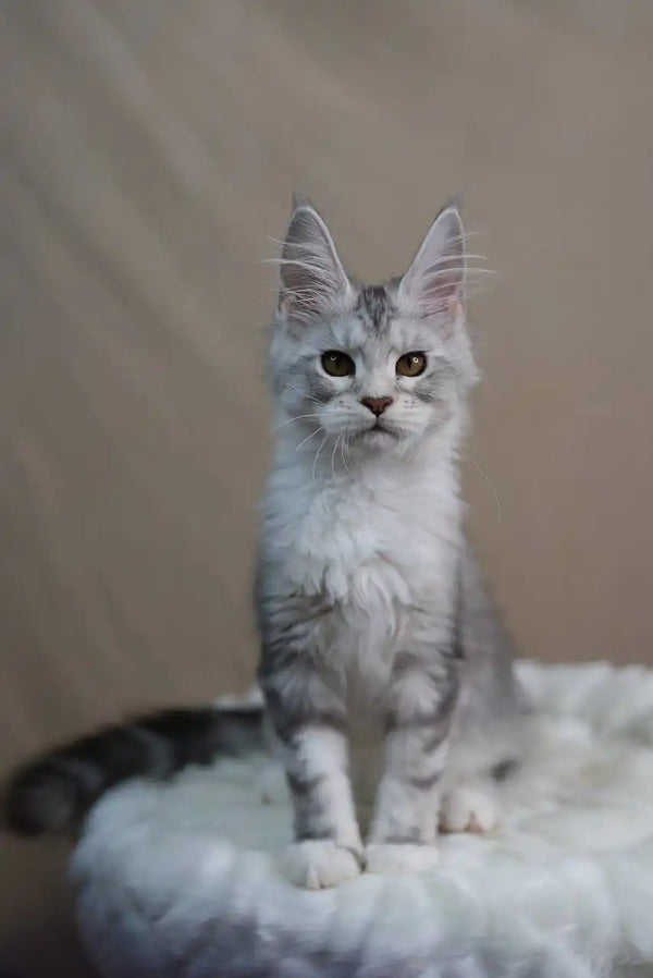 Maine Coon kitten with cute ear tufts and alert look in Zadora product