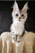 Cute Maine Coon kitten with large ears and fluffy fur from Zadora