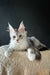 Fluffy gray and white Maine Coon kitten lounging on a textured surface