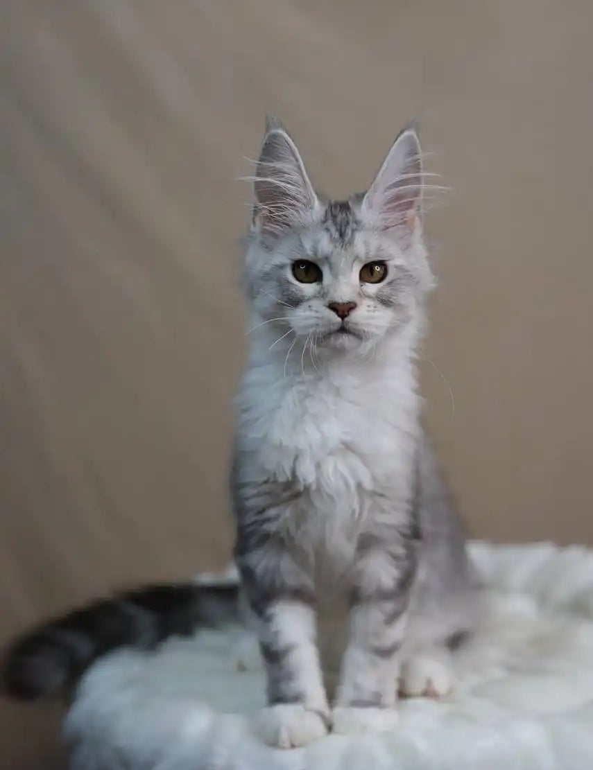 Maine Coon Kittens for Sale Zadora | Kitten