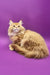 Fluffy ginger Maine Coon kitten Zahar looking adorable and playful