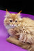 Fluffy ginger Maine Coon cat from the Zahar Maine Coon Kitten collection