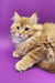 Fluffy ginger Maine Coon kitten from Zahar Maine Coon Kitten collection