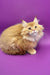 Fluffy orange Maine Coon kitten named Zahar looking super adorable and playful