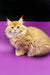 Fluffy orange Maine Coon kitten named Zahar ready for cuddles and fun