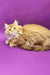 Fluffy orange kitten Zahar from Maine Coon breed, super cute and playful!