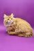 Fluffy orange Maine Coon kitten named Zahar looking adorable and playful