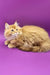 Fluffy orange Maine Coon kitten named Zahar looking adorable and playful