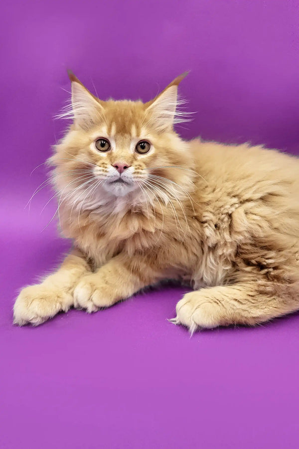 Ginger Maine Coon cat from Zahar Maine Coon Kitten collection looking adorable