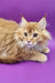 Adorable Ginger Maine Coon kitten named Zahar ready for a loving home