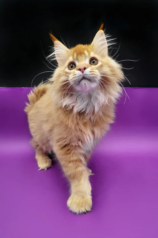 Adorable Orange Maine Coon kitten named Zahar looking fluffy and playful