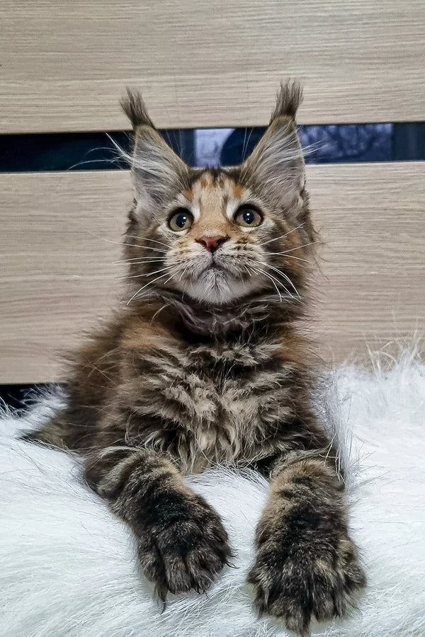 Cute Maine Coon kitten with fluffy grey-brown fur and adorable ear tufts