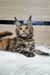 Maine Coon kitten with tabby markings and ear tufts relaxing on white fur