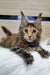 Maine Coon kitten with tortoiseshell coat and cute ear tufts from Zaklin