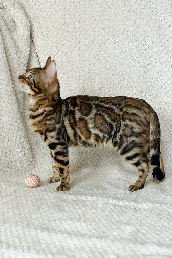 Zane | bengal kitten