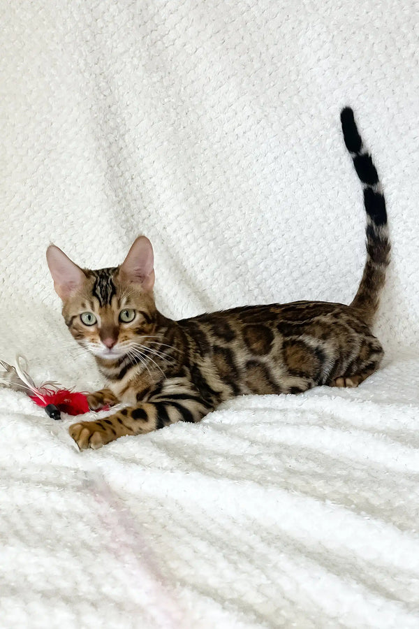 Zane | bengal kitten