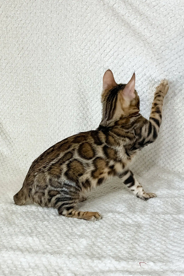 Zane | bengal kitten