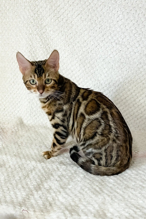 Zane | bengal kitten