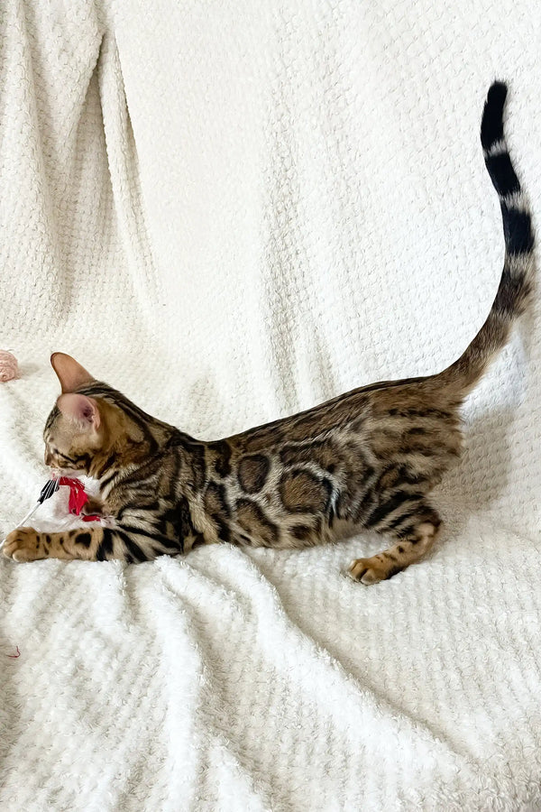 Zane | bengal kitten