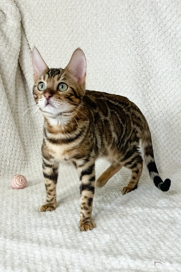 Zane | bengal kitten