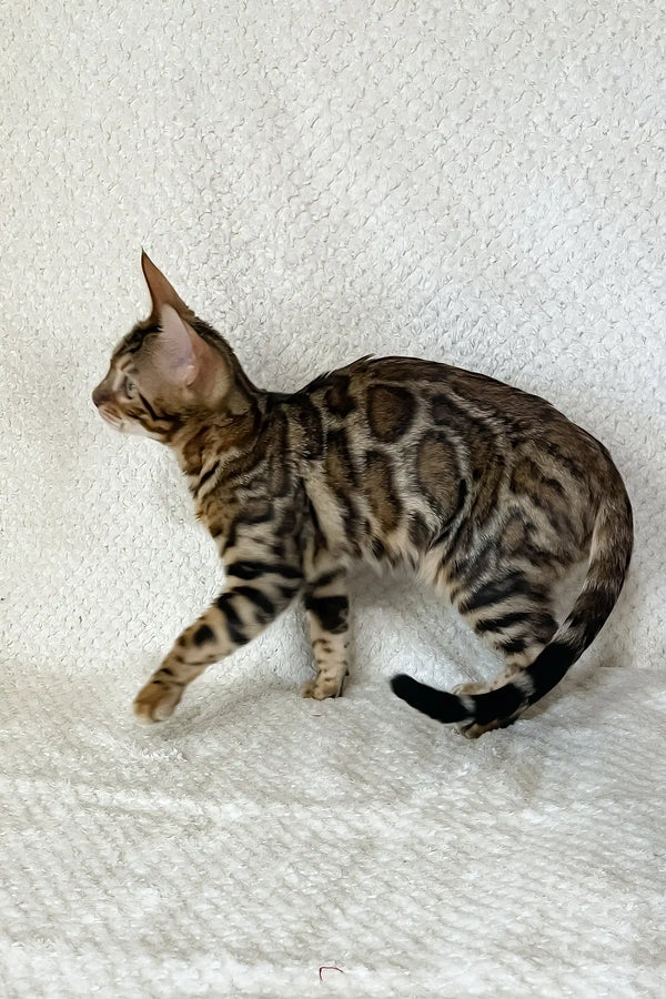Zane | bengal kitten