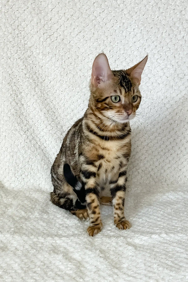 Zane | bengal kitten