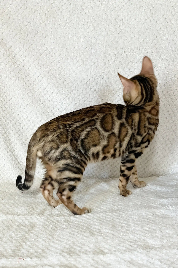 Zane | bengal kitten