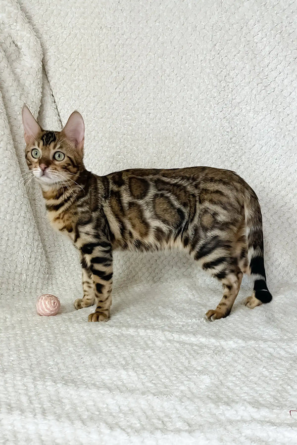 Zane | bengal kitten