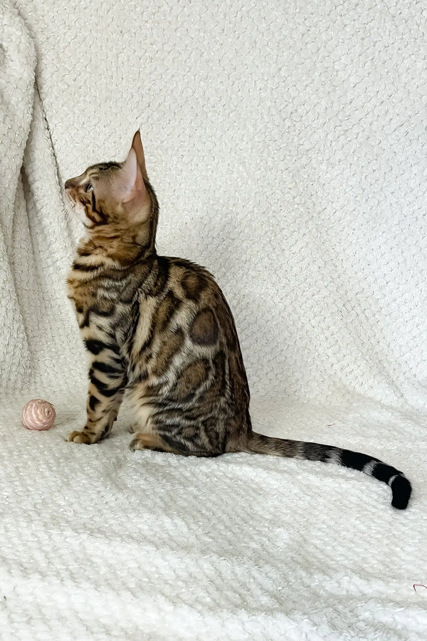 Zane | bengal kitten