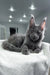 Gray Maine Coon cat from Zanzibar Maine Coon Kitten collection, super adorable and fluffy