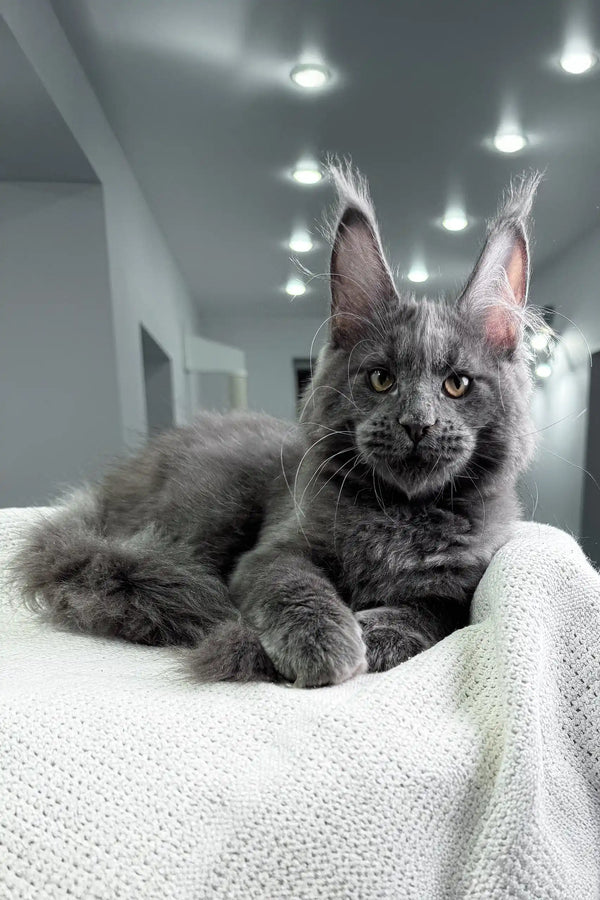 Gray Maine Coon cat showcasing the Zanzibar Maine Coon Kitten product