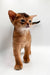 Adorable Abyssinian kitten with big eyes and pointed ears standing upright