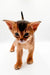 Adorable Abyssinian kitten with large ears and a curious look, perfect for Zara