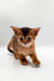 Adorable Abyssinian kitten Zara with big ears and a curious look