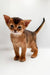 Adorable Abyssinian kitten Zara with big ears and a curious look ready for fun