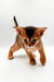 Adorable Abyssinian kitten with big ears and a curious look perfect for Zara