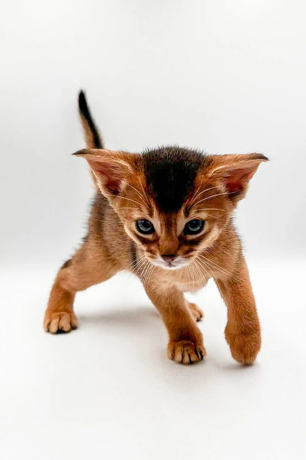 Adorable Abyssinian kitten with big ears and a curious look perfect for Zara