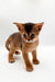 Adorable Abyssinian kitten, Zara, with big ears and expressive eyes, ready for love