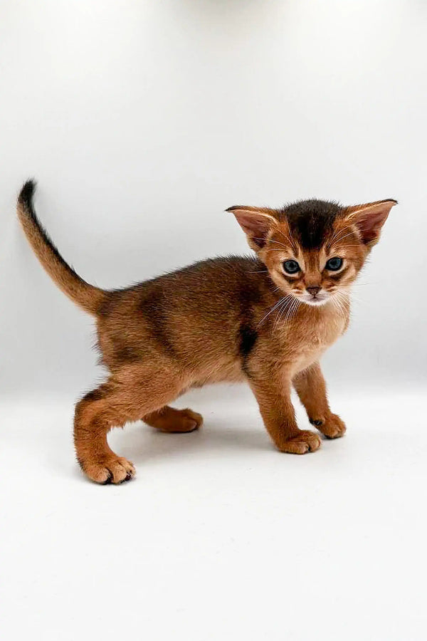 Adorable Abyssinian kitten with big ears and tawny coat in Zara product display