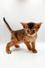 Adorable Abyssinian kitten with reddish-brown fur and big ears, perfect for Zara